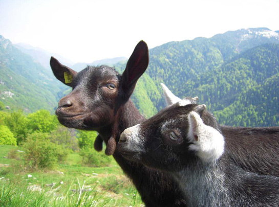 Tessin.ch: Charmantes Rustico mit atemberaubender Aussicht in 6663 Spruga 